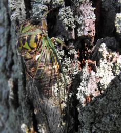 Cicada